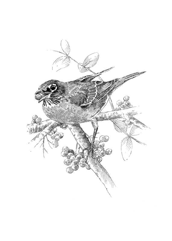 Serviceberry