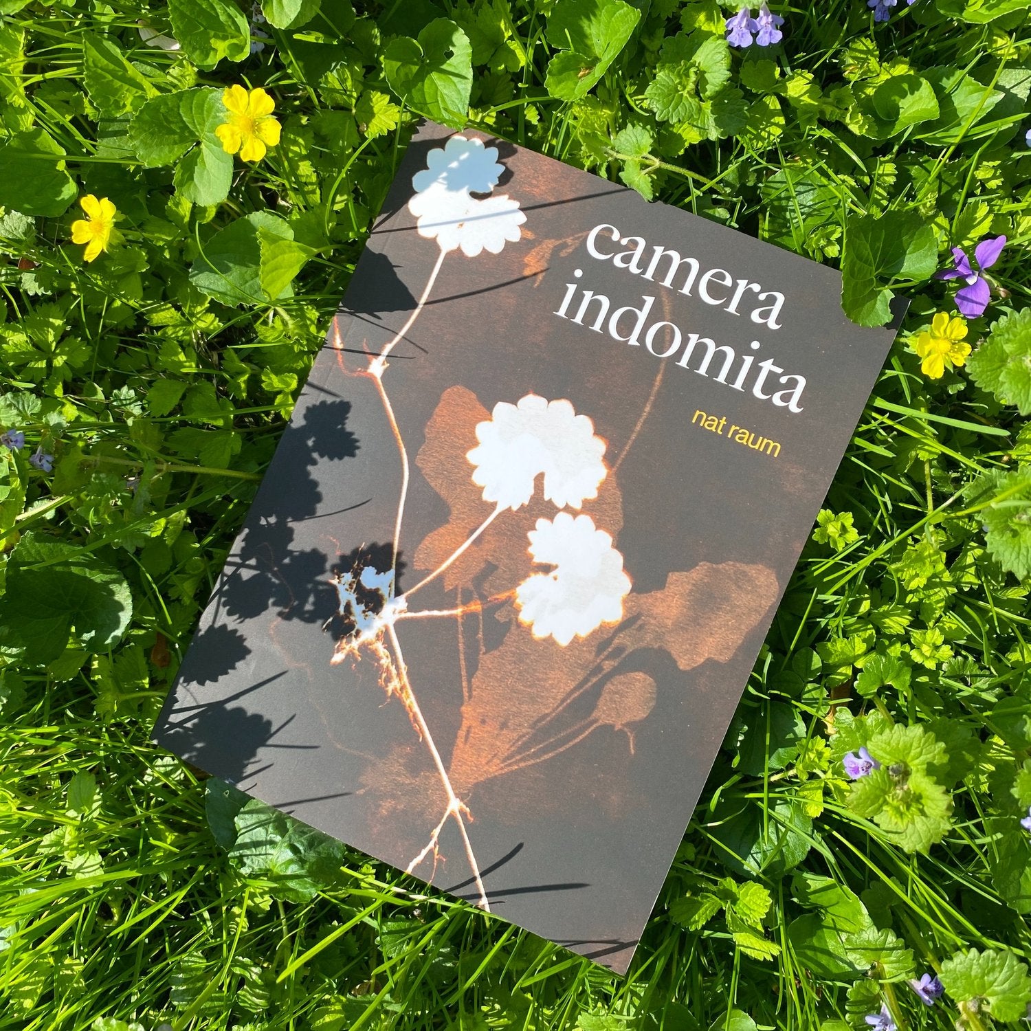 camera indomita